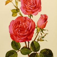 Схема вышивки «розы»