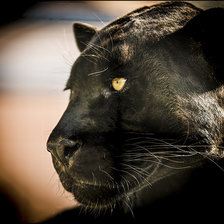 Схема вышивки «Черная Пантера»