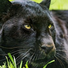 Схема вышивки «День Пантеры»