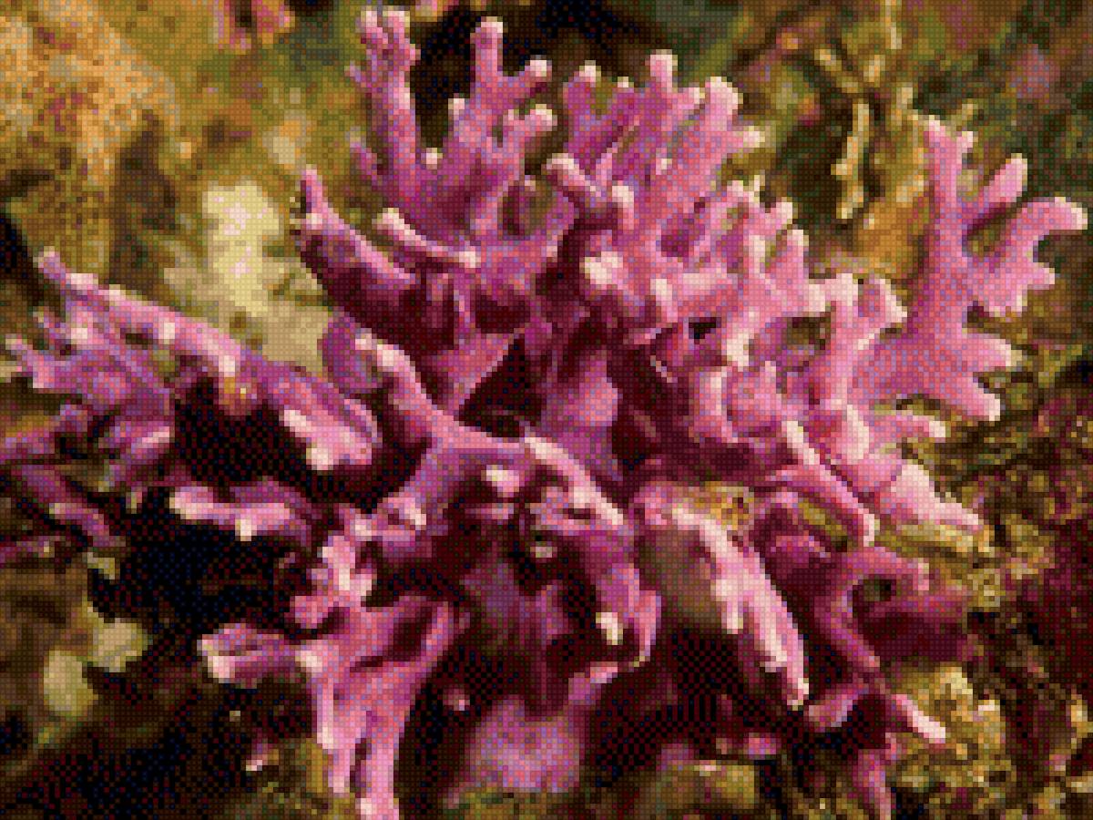 кораллы - риф, вода, коралл, море, океан - предпросмотр