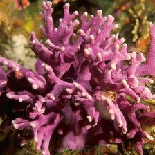 Схема вышивки «кораллы»