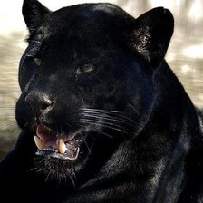 Привет Пантеры