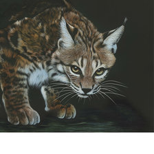 Схема вышивки «Рысь»