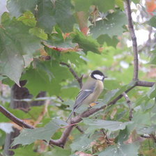 Схема вышивки «Синичка»