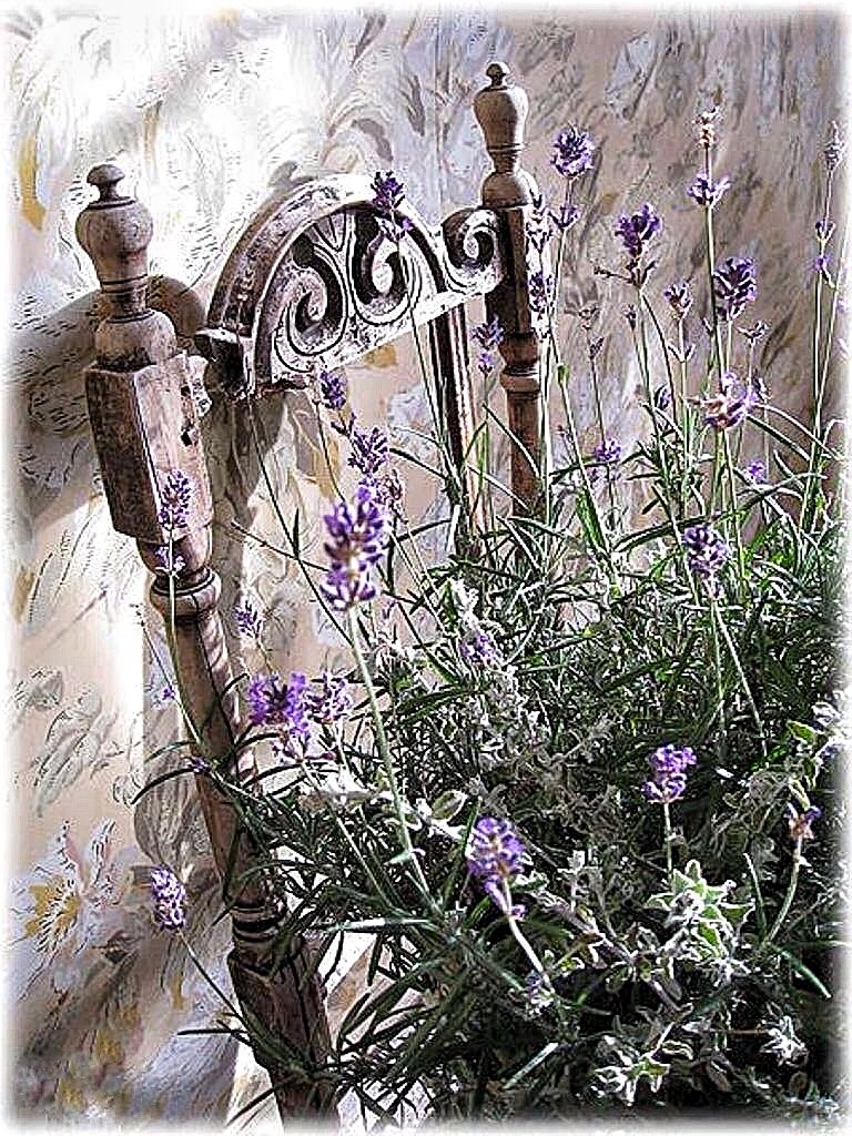 Лаванда - оригинал