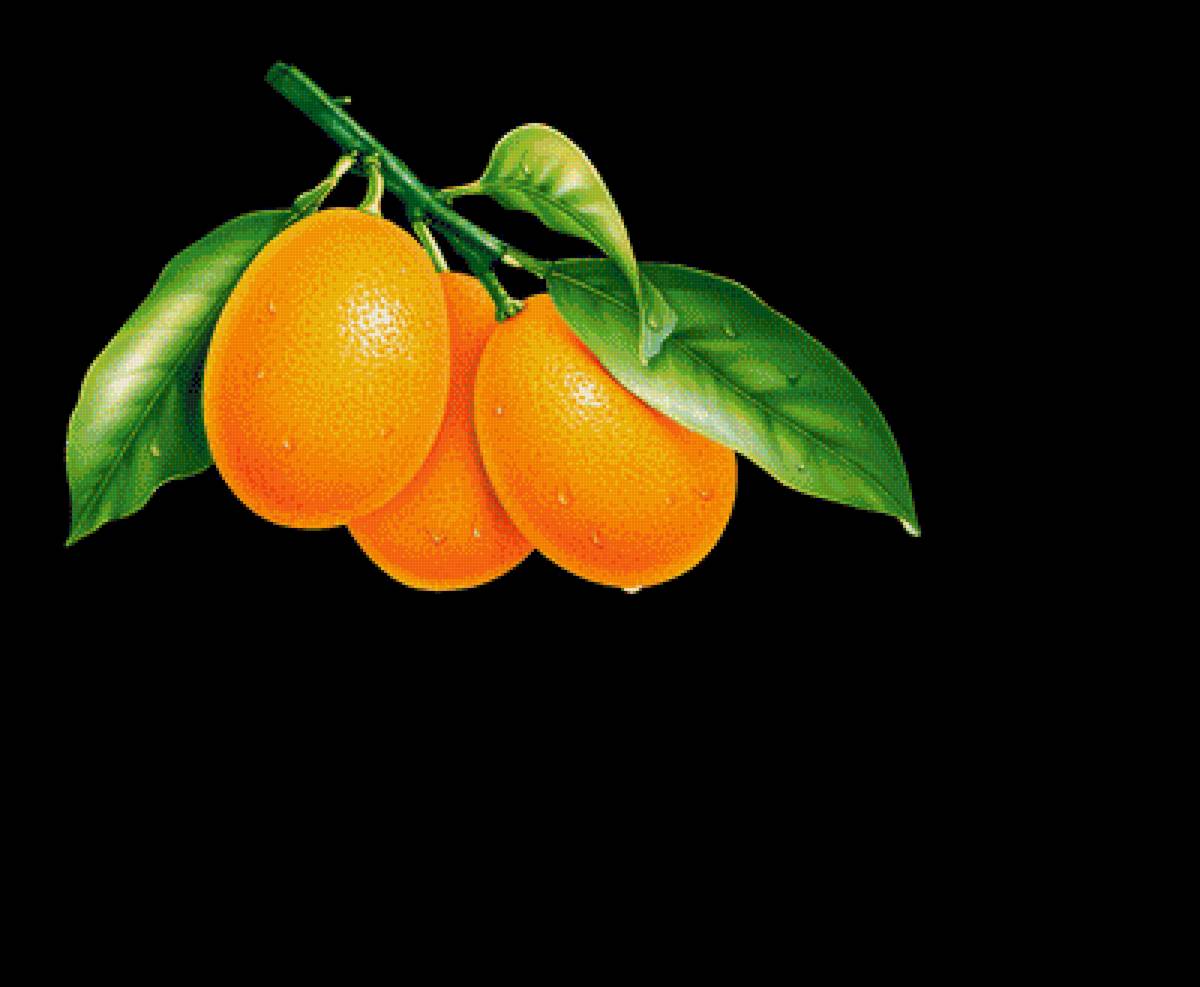 Кумкват, цитрусовые - на черном, фрукты - предпросмотр