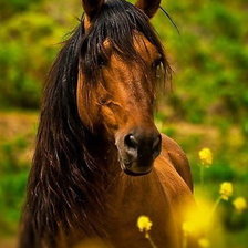 Схема вышивки «лошадь»