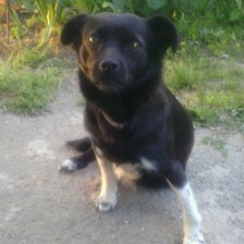 Схема вышивки «Кнопочка»