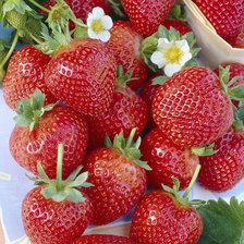 Схема вышивки «клубника»