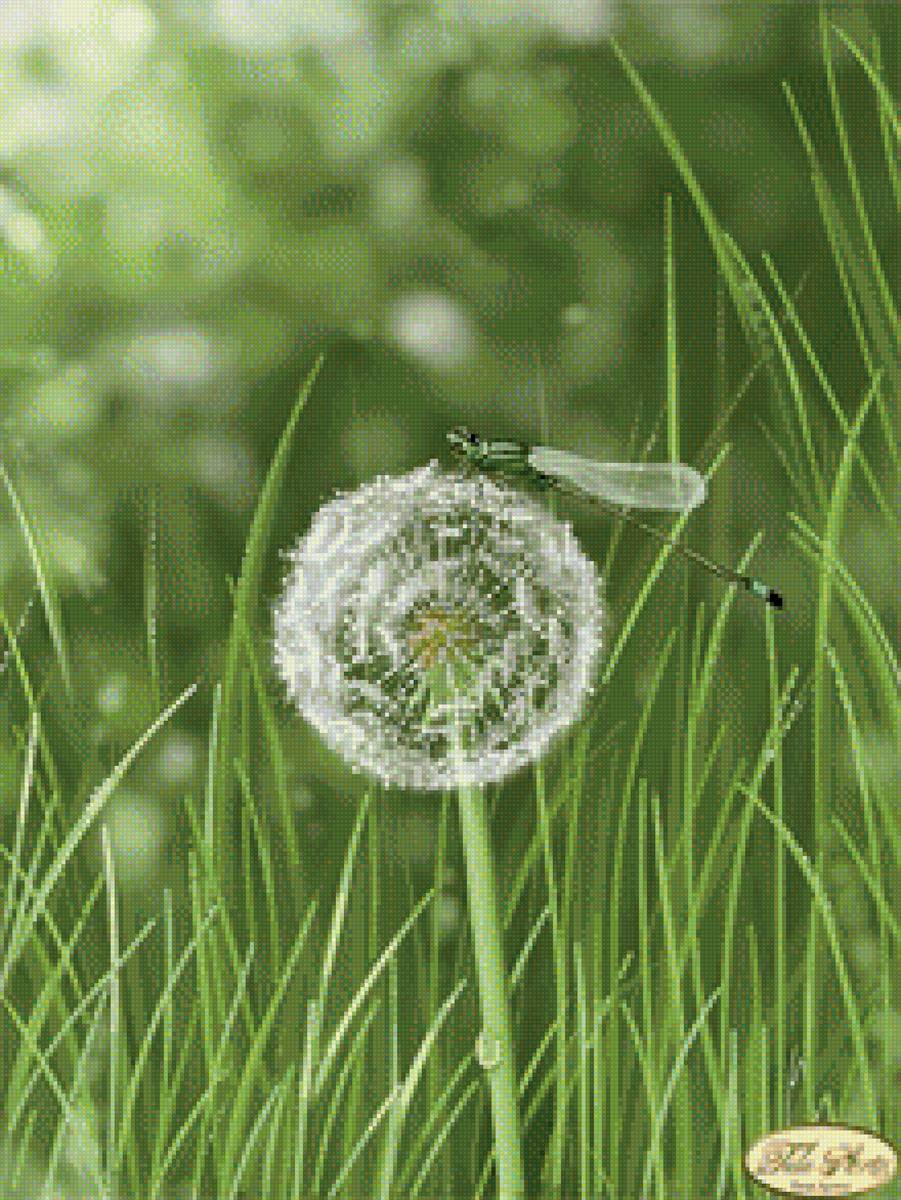 одуванчик - стрекоза, одуванчик - предпросмотр