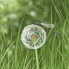 Схема вышивки «одуванчик»