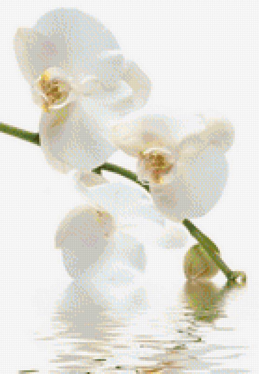 Белые орхидеи - орхидея, цветы, белая - предпросмотр