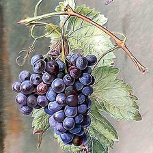 Схема вышивки «Натюрморт.»