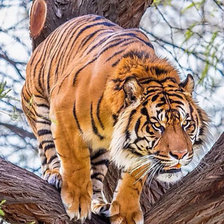 Схема вышивки «Тигр»