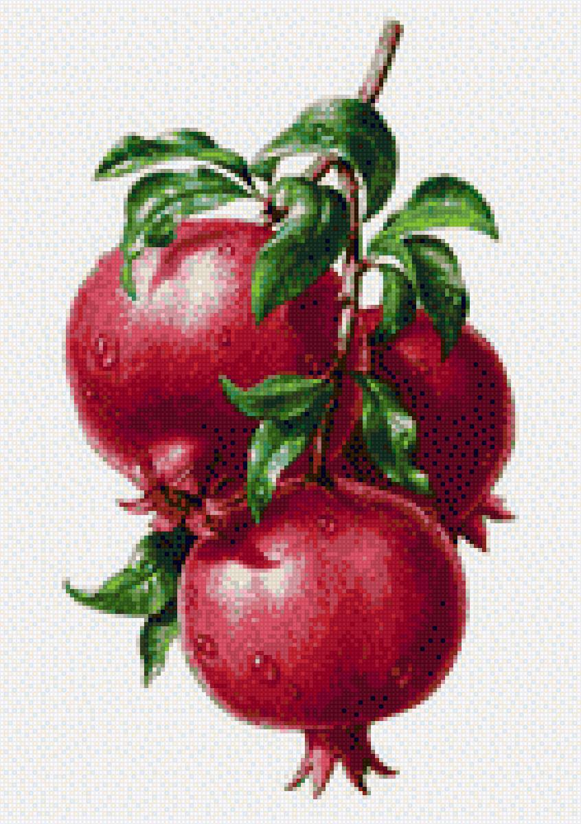 Ветка граната - ветка граната, вышивка, схемы бесплатно., схемы - предпросмотр