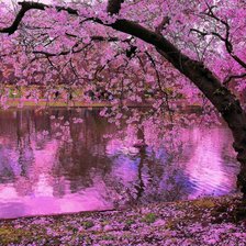 Схема вышивки «Сакура»