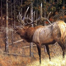 Схема вышивки «олень»