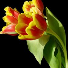 Схема вышивки «тюльпаны»