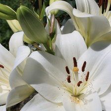 Схема вышивки «лилии»