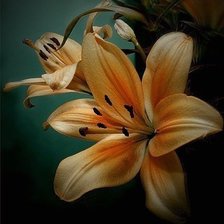 Схема вышивки «лилии»