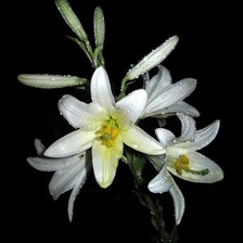 Схема вышивки «лилии»