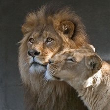 Схема вышивки «Львиная любовь»