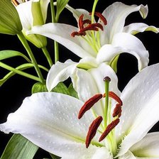 Схема вышивки «лилии»