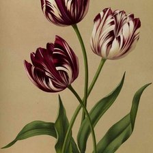 Схема вышивки «№1740756»