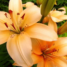 Схема вышивки «лилии»