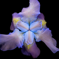 Схема вышивки «Ирис»