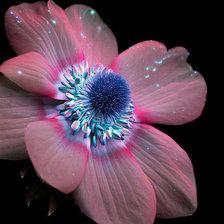 Схема вышивки «Анемон, Анемонаструм (Anemone)»