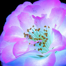 Схема вышивки «Камелия»