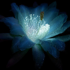 Схема вышивки «Цереус»