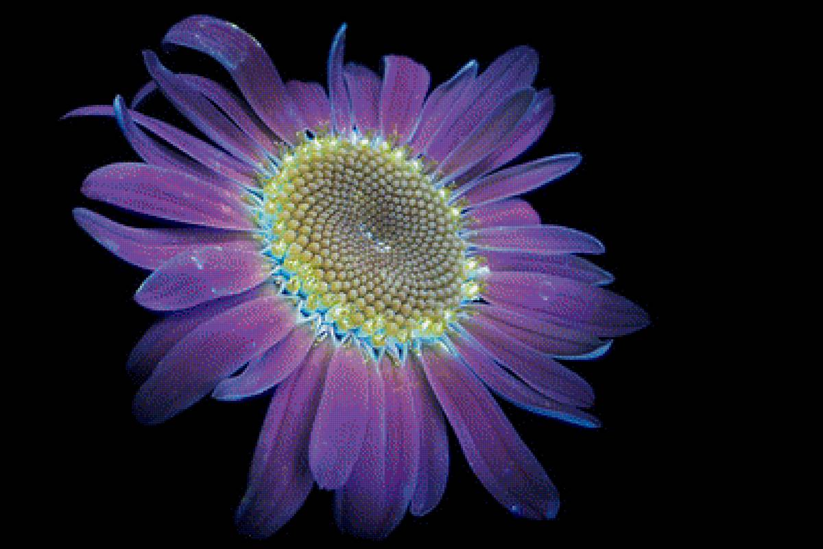 Хризантема, Нивяник великолепный (Shasta Daisy) - цветок, интерьер, цветы, хризантема - предпросмотр