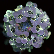 Схема вышивки «Алиссум»