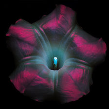 Схема вышивки «Бругмансия (Ангельские трубы)»