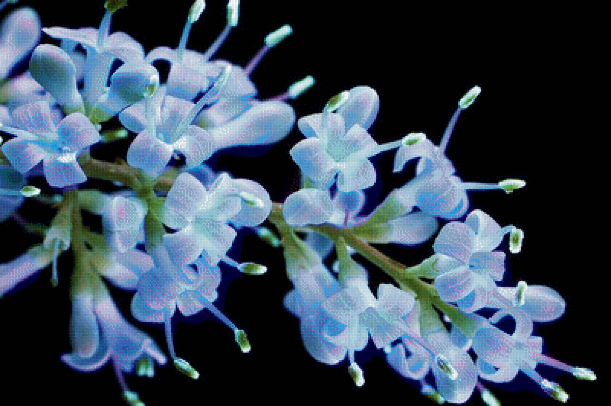 Tiny Sweet Flowers - tiny sweet flowers, цветы, интерьер, цветок - предпросмотр