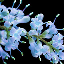 Схема вышивки «Tiny Sweet Flowers»