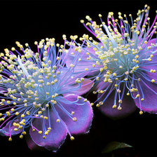 Схема вышивки «Филадельфиусы (чубушник)»