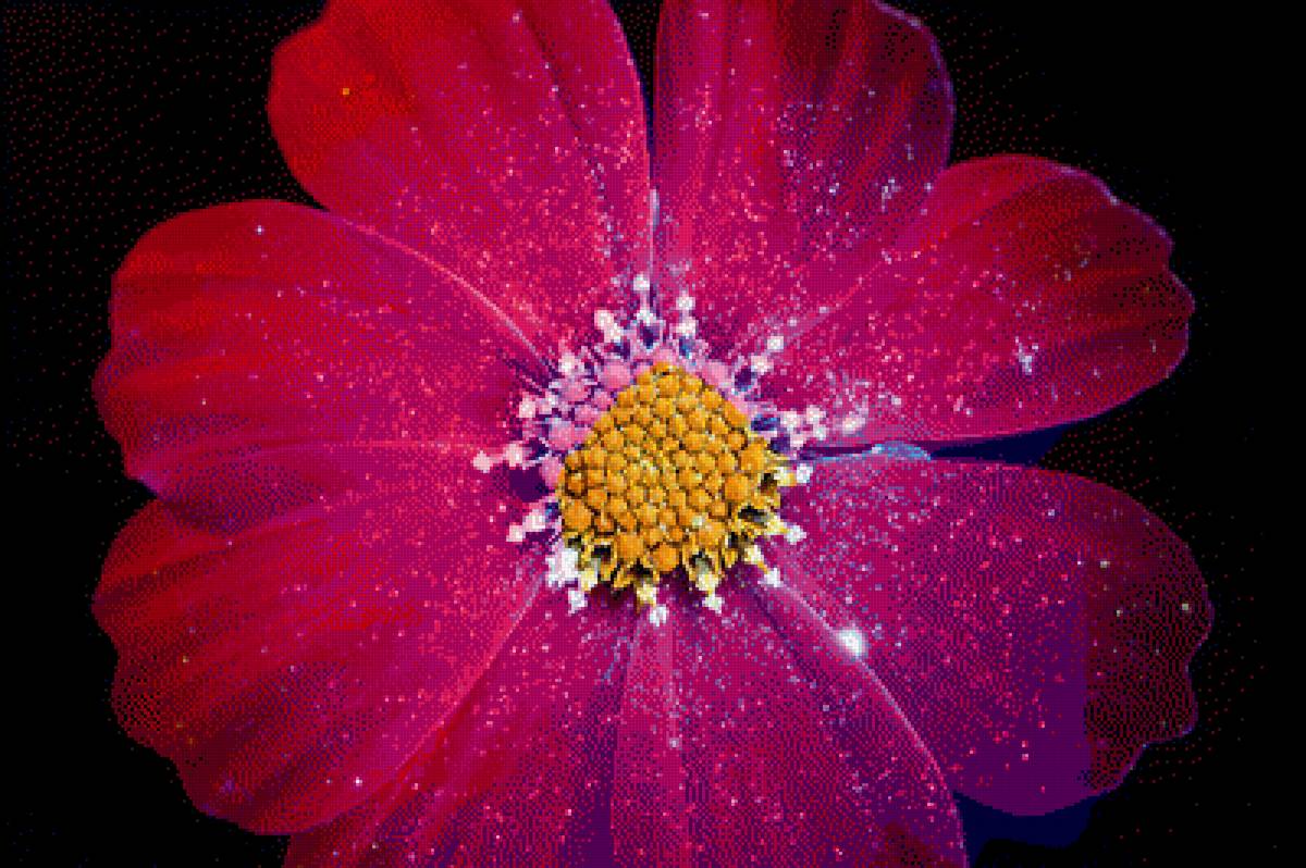 Космос - интерьер, цветы, космос, цветок - предпросмотр