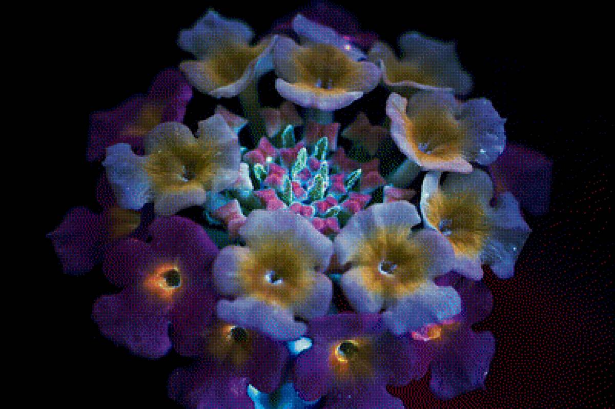 Лантана - цветок, интерьер, лантана, цветы - предпросмотр