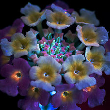 Схема вышивки «Лантана»