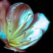 Схема вышивки «Тюльпан»