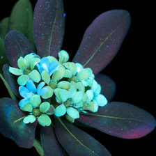 Схема вышивки «Питтоспорум»