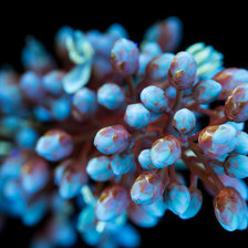 Схема вышивки «Священный бамбук (Heavenly Bamboo, Sacred Bamboo)»