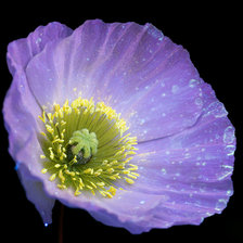 Схема вышивки «Исландский мак»