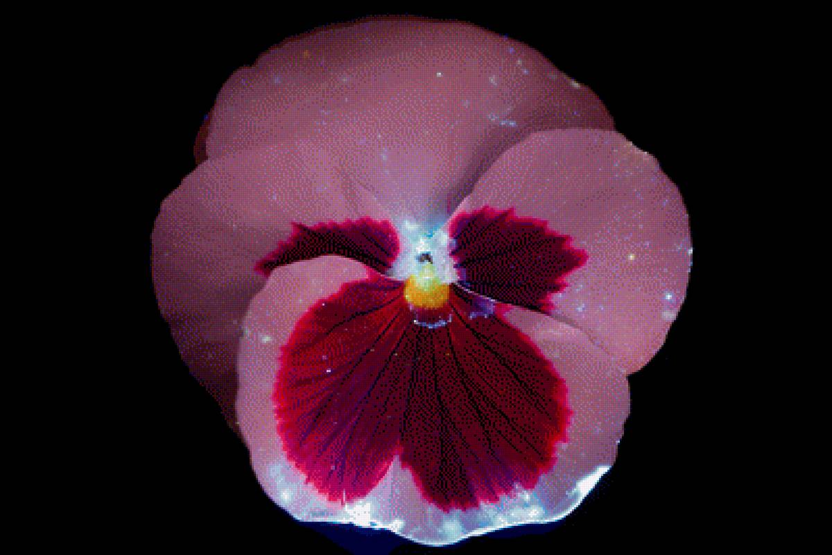 Незабудка - незабудки, цветок, интерьер, цветы - предпросмотр