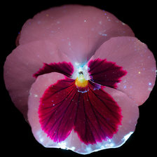 Схема вышивки «Незабудка»