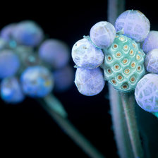 Схема вышивки «Ягоды лантаны»