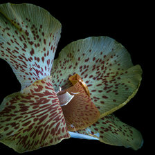 Схема вышивки «Лилия (Canna Lily)»